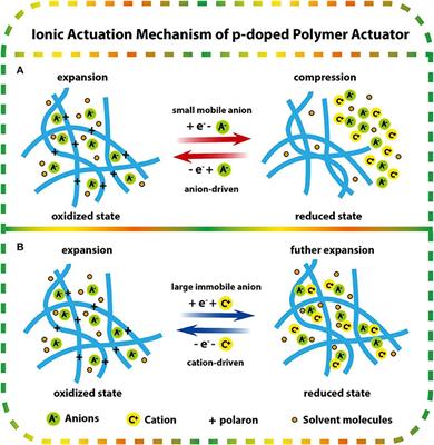 Frontiers | PEDOT-Based Conducting Polymer Actuators